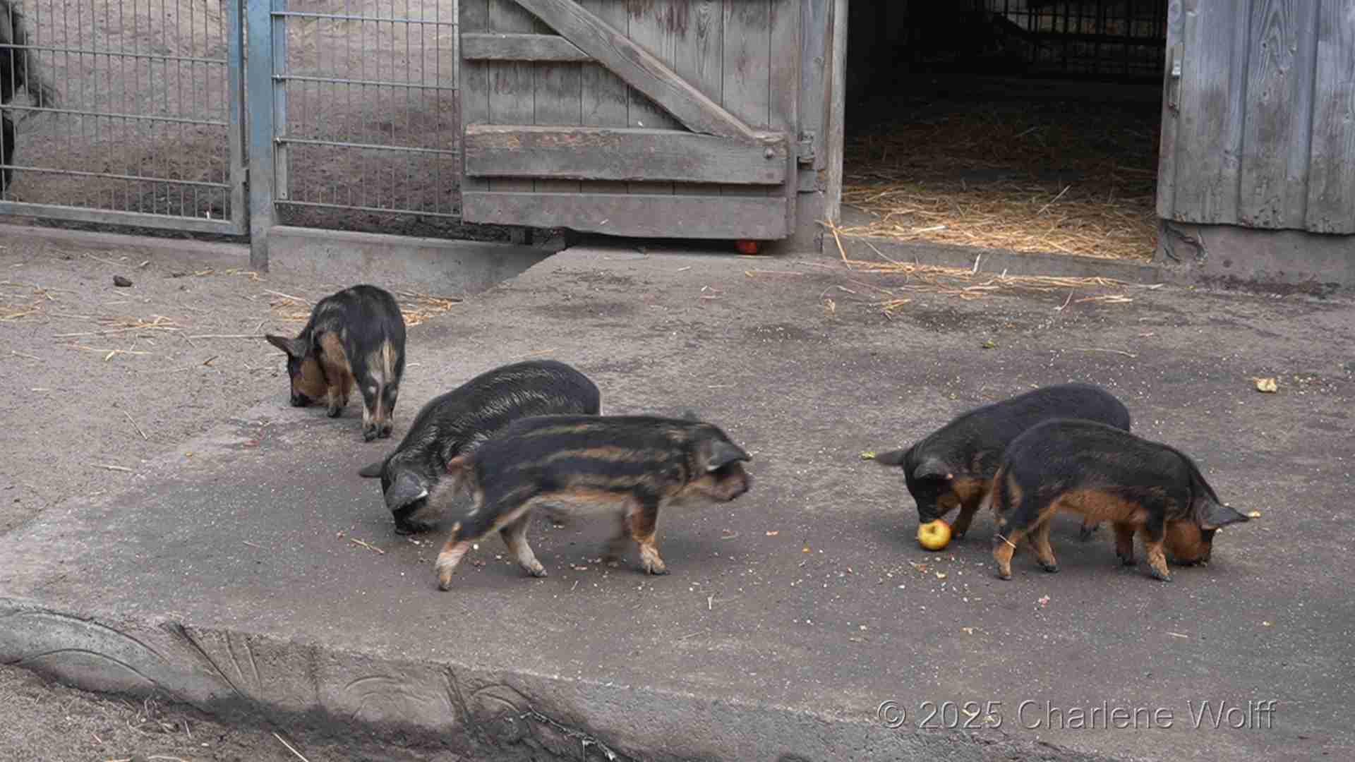 Kleine Wollschweine